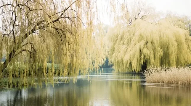 岸柳依依封面 - 河岸风声影像